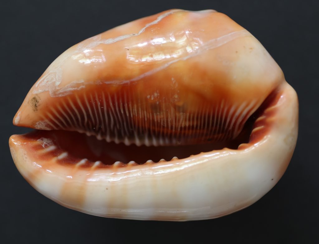Cypraecassis rufa