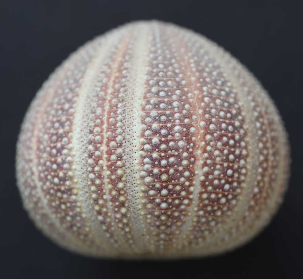 Echinus esculentus