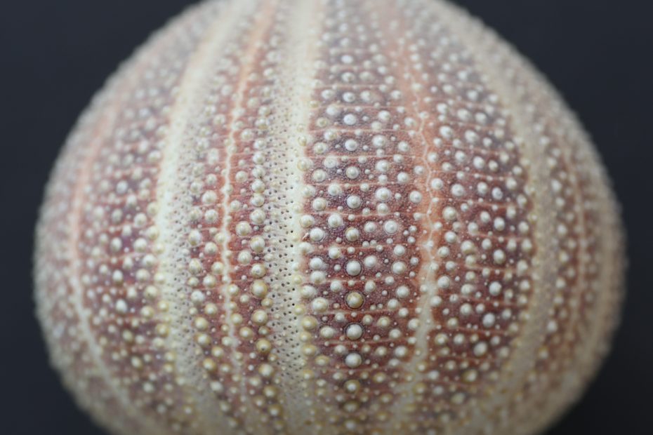 Echinus esculentus