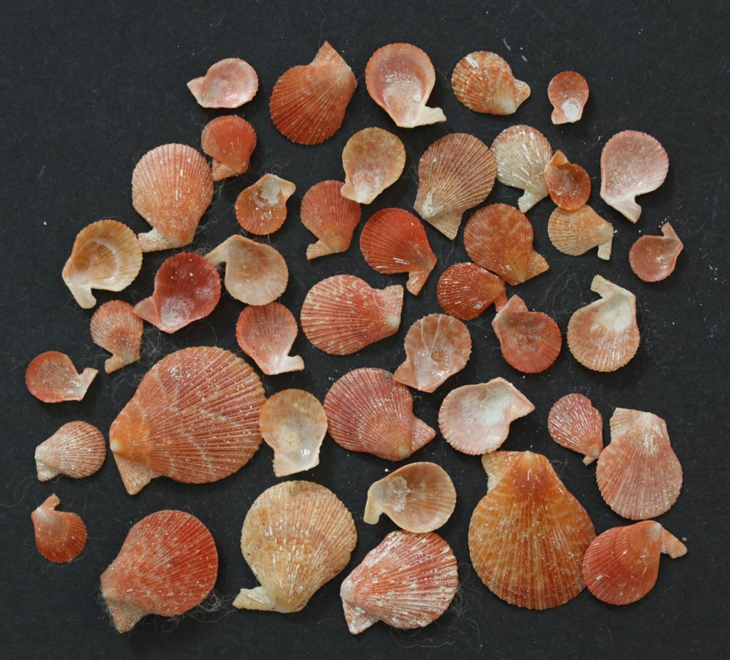 Laevichlamys gladysiae