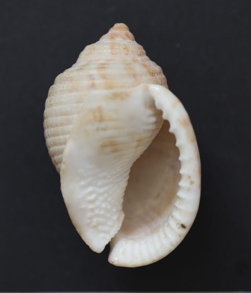 Semicassis undulata