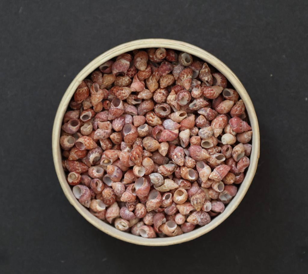 Tricolia pullus
