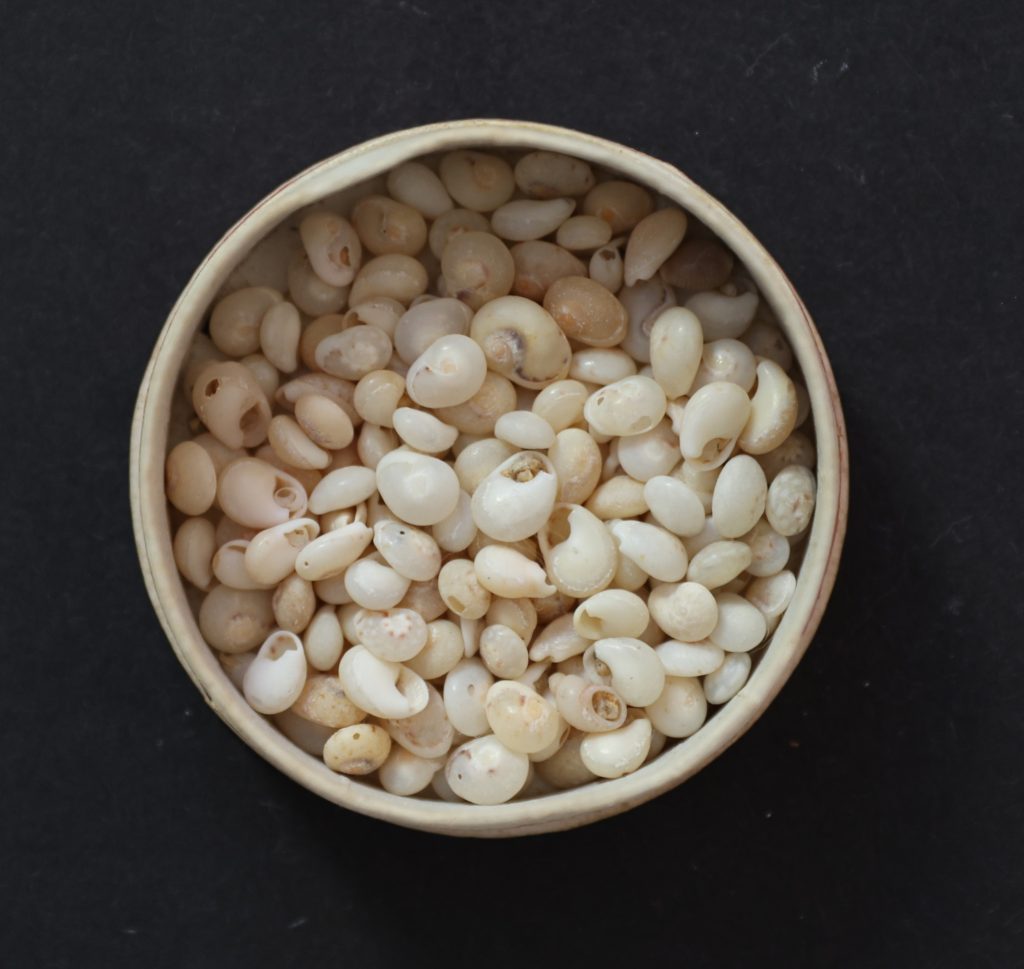 Tritia neritea