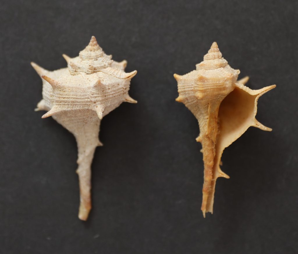 Bolinus brandaris