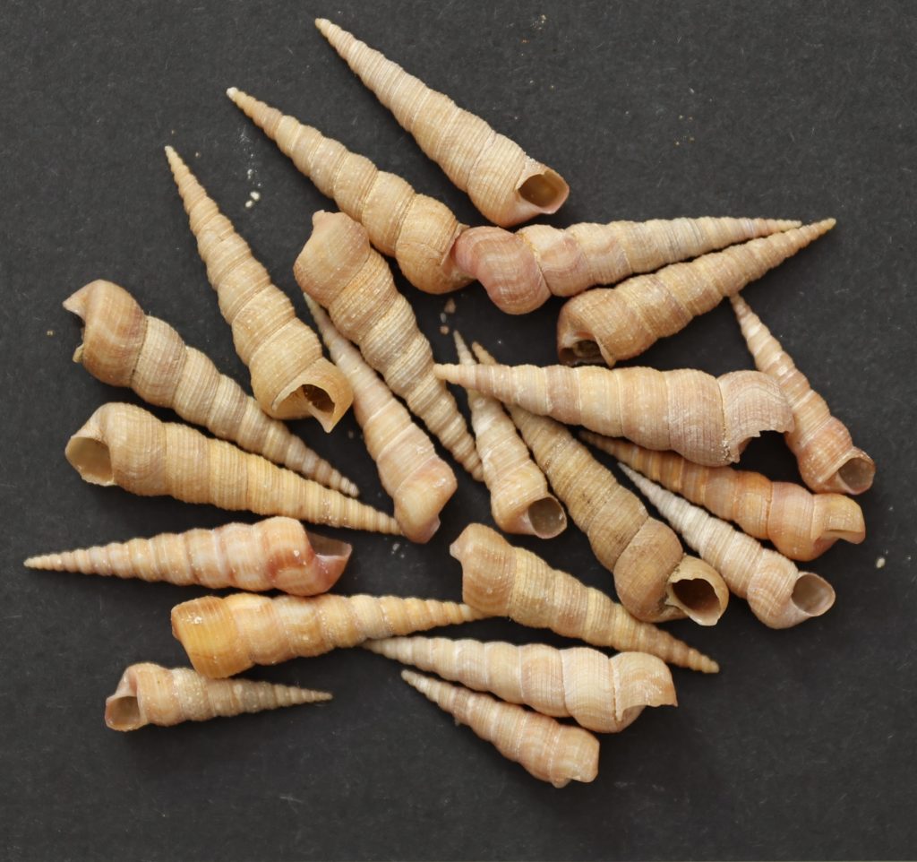 Turitella communis